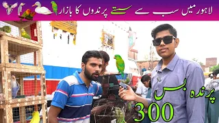 "Lahore Sunday Birds Market 2023: A Must-Visit for Bird Enthusiasts"