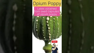 Opium Poppy(Papaver somniferum) @biologywalesir #plants #opium #poppy #latex #seeds #medicinal