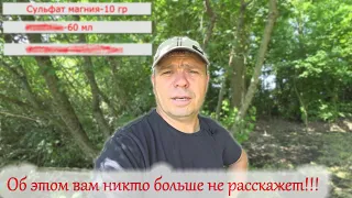 Максимальная помощь розам после заморозков