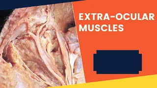 Extraocular muscles- Lecture I RJ