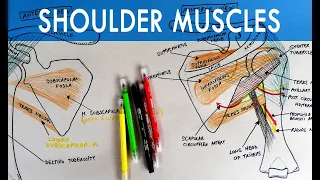 Muscles of Shoulder - Origins, Insertions, Innervations | Anatomy Tutorial