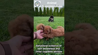 Animal Consciousness