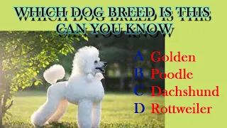 GUESS THE DOG BREED QUIZ | DOG BREED CHALLENGE