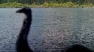 Loch ness monster genuine, amazing, clear footage.