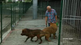 У Рівному бійцівські собаки загризли пенсіонера