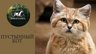 Барханный КОТ или ЛИКВИДАТОР ЗМЕЙ.