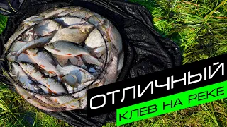 БЕШЕНЫЙ КЛЕВ НА РЕКЕ / Тренировка перед турниром / Fros Fishing