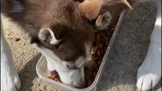 Husky Babies Chow Time, YumYum🐾