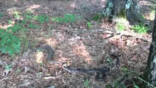 Water Moccasin Eating a Larger King Snake