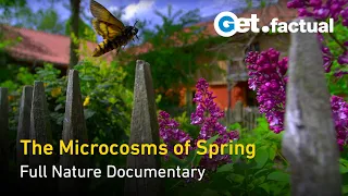 The Secret Garden - Springtime's Micro-Ecosystems - Full Nature Documentary