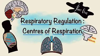 Respiratory Regulation | Part One | Centres of Respiration | Respiratory Physiology