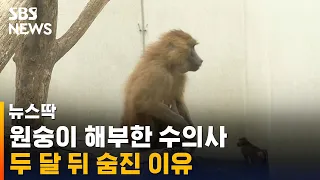 '치명률 70%' 공포…원숭이 해부한 수의사 숨졌다 / SBS / 뉴스딱