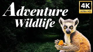 Adventure Wildlife World 4K 🦊 Kingdoms Magnificent Beasts Untamed Film with Smooth Relax Music