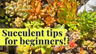 Tips to grow THRIVING succulents