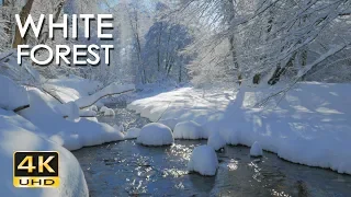 4K White Forest - Calming River Sounds - Snowy Woods - Relaxing Winter Nature Video - Ultra HD