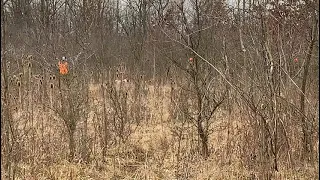 Northwest Ohio Pheasant Hunt