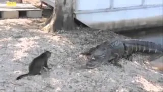 Кот Чака Норриса против крокодилов