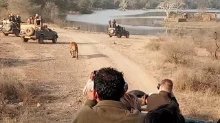 Ranthambhore Tiger sighting march 2019