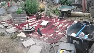 Crow playing with cat.