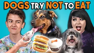 Dogs Try Not To Eat Challenge (React)