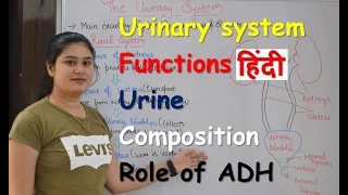 Urinary system in Hindi | urine composition | functions | organs | Rajneet medical education