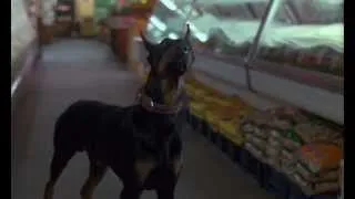 Dobermans in movie -- 25 -- Доберманы в кино