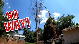 Removing Dangerous Tree Over Fence | Bucket Truck Doesn't Reach