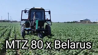 traktor MTZ 80 x Belarus. paxtaga kultavatsiya.