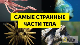 Самые странные в мире части тела. Необычные части тела. (Nat Geo Wild).