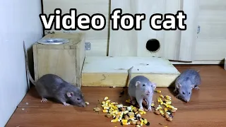 Cat TV🐭Mice Videos for Cats to Watch🐭 Mouse Fun🐭Video for Cats to Watch🐭