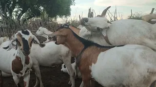 African goats,farming the Somalia way.