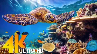 4K UNDERWATER WONDERS [60FPS] - Tropical Fish, Coral Reef - Relaxing Music & Colorful Sea Life
