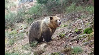 Na medveďom chodníku. (Fotopasca Malá Fatra.)