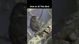 American Robin identification example