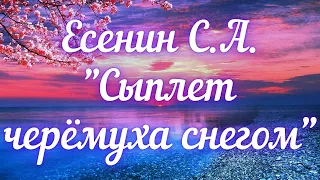 Есенин С.А. Сыплет черемуха снегом...