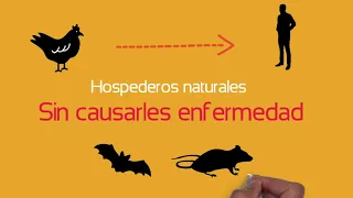 Historia y características de los diferentes coronavirus que han afectado al humano