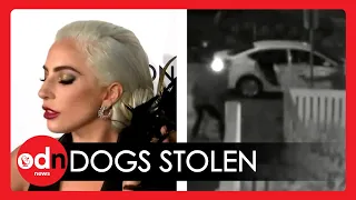 GRAPHIC Footage Shows Moment Lady Gaga's Dog Walker is Shot