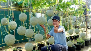 Discover How I Created My Dream Melon Garden Without Spending A Dime!