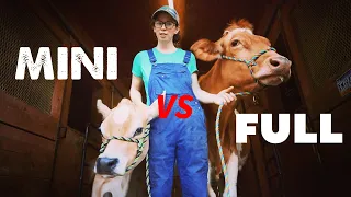 What's EASIER? MILKING a MINI COW or FULL SIZED COW?