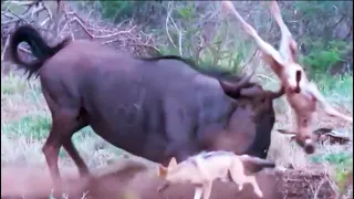 Survival Fight ❗️ Between Jackals And Wildebeest Mother Over Baby...!