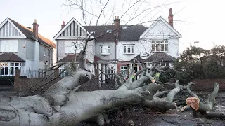 Fierce winds fell trees and cause travel chaos across the UK