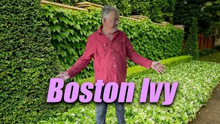 🙋‍♂️ What is Boston Ivy?