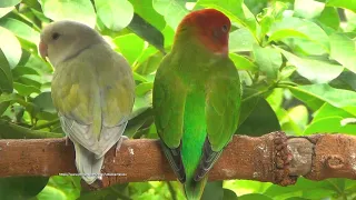 Lovebirds Roseicollis Chirping Sounds - Red-Head Green Opaline & Pallid Aqua Opaline