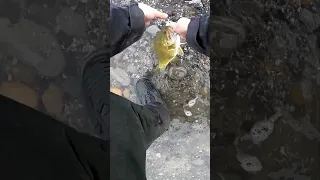 LAKE ERIE Smallmouth on the SPINNERBAIT