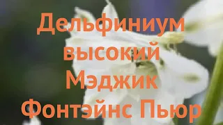 Дельфиниум высокий Пьюр Вайт 🌿 дельфиниум Пьюр Вайт обзор: как сажать семена дельфиниума Пьюр Вайт