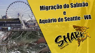 Migração do Salmão e Aquário de Seattle - WA