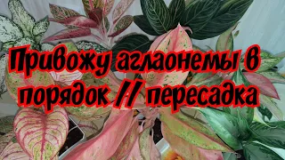 Привожу аглаонемы в порядок // пересадка