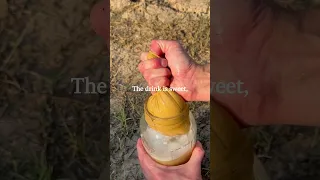 Mesquite pod drink, even easier.