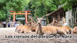 Los ciervos del parque de Nara