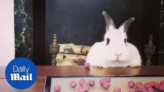 Adorable rabbit gets hilariously excited at the sight of food